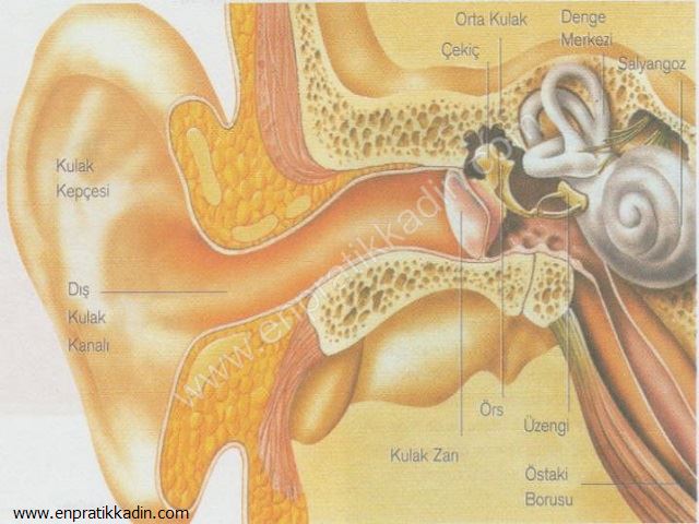 Çocuklarda Duyma ve Kulak Anatomisi