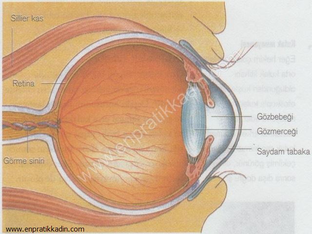 Çocuklarda Görme Bozukluğu ve Göz Anatomisi