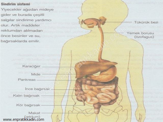 Sindirim Sistemi, Bağırsaklar, Karaciğer ve Pankreas