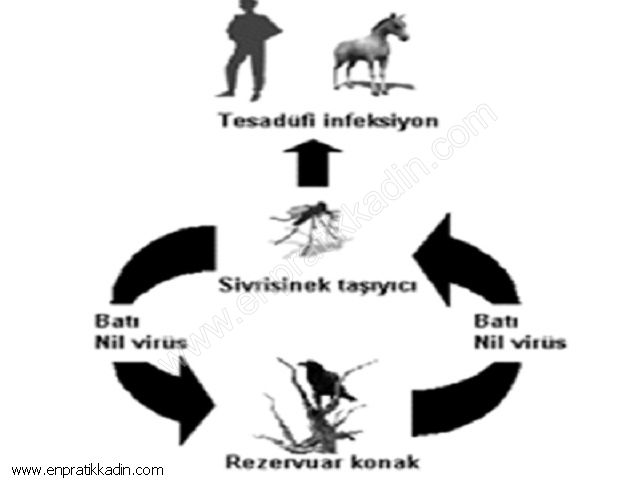 Batı Nil Humması