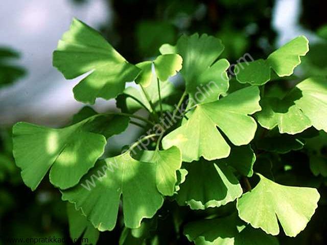 Ginkgo