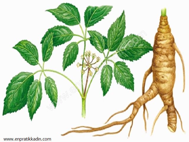 Ginseng