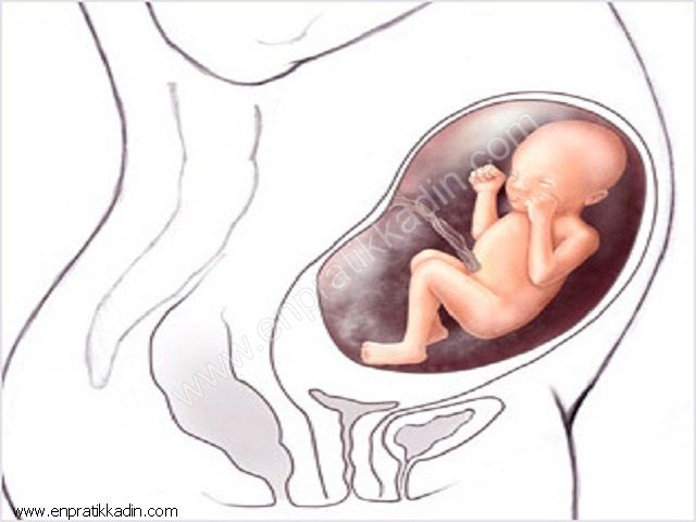 Hamilelikte 26