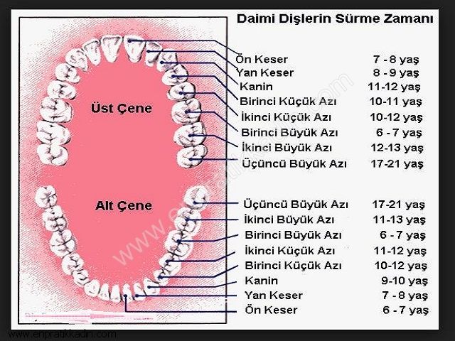 Kalıcı Dişler