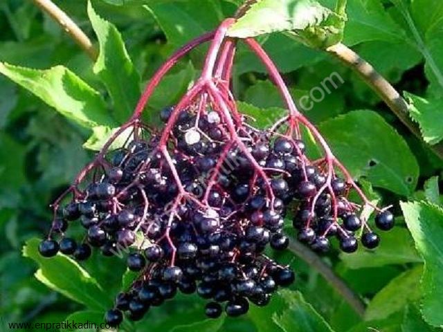 Mürver (Caprifoliaceae)