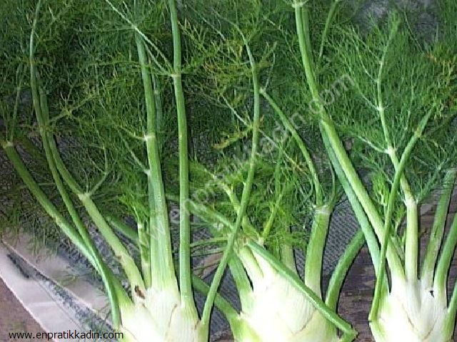 Rezene (Apiaceae)