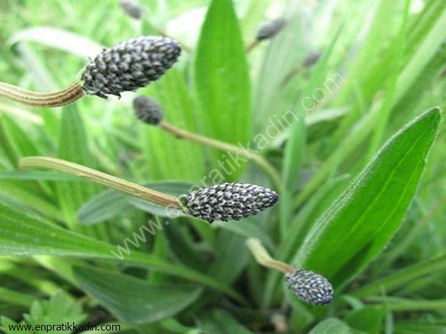 Sinir otu (Plantaginaceae)