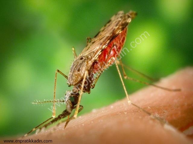 Sivrisinek Sokmasına Pratik Çözüm