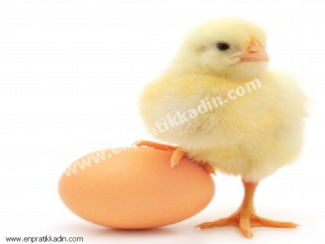Yumurta Hakkında Bilmeniz Gerekenler
